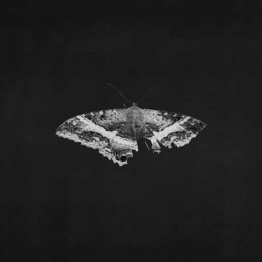 Kendrick Lamar - To Pimp a Butterfly (10 Year Anniversary Edition) (Interscope)